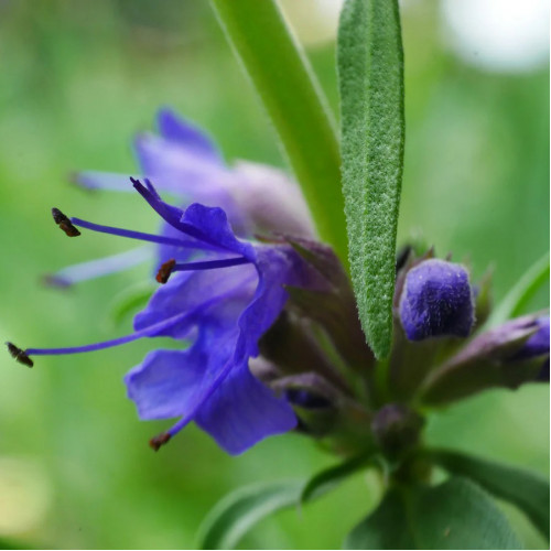 Yzop lekársky, fialový - (Hyssopus officinalis L.)