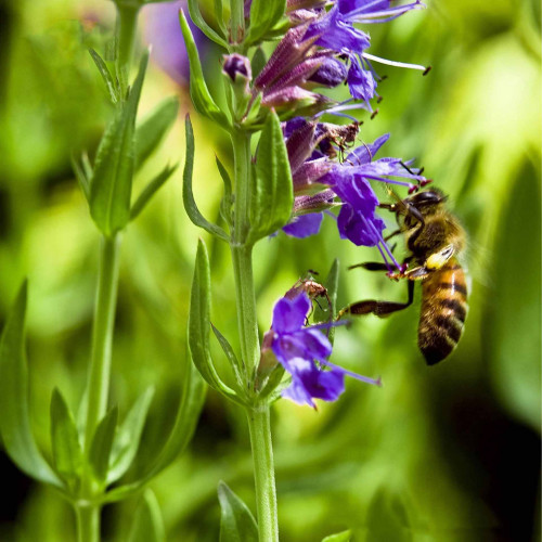 Yzop lekársky, fialový - (Hyssopus officinalis L.) / živá bylinka, rastlinka v kvetináči