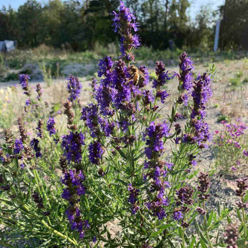 Yzop lekársky, fialový - (Hyssopus officinalis L.) / živá bylinka, rastlinka v kvetináči