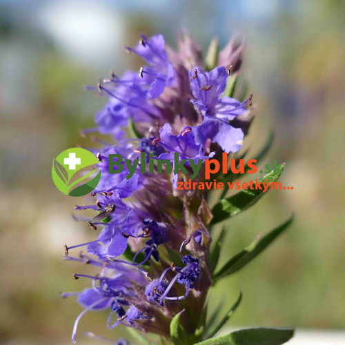 Yzop lekársky, fialový - (Hyssopus officinalis L.)