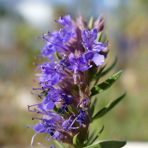 Yzop lekársky, fialový - (Hyssopus officinalis L.) / živá bylinka, rastlinka v kvetináči