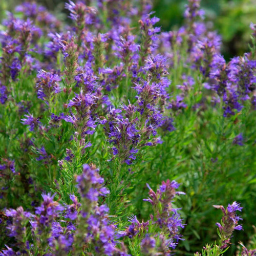 Yzop lekársky, fialový - (Hyssopus officinalis L.) / živá bylinka, rastlinka v kvetináči