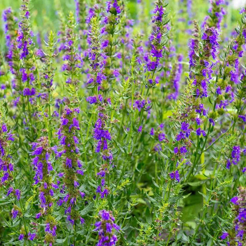 Yzop lekársky, fialový - (Hyssopus officinalis L.)