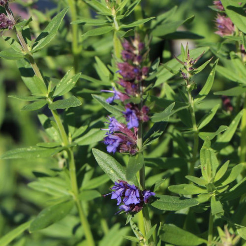 Yzop lekársky, fialový - (Hyssopus officinalis L.) / živá bylinka, rastlinka v kvetináči