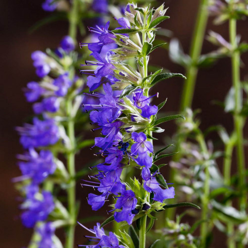 Yzop lekársky, fialový - (Hyssopus officinalis L.) / živá rastlinka v kvetináči