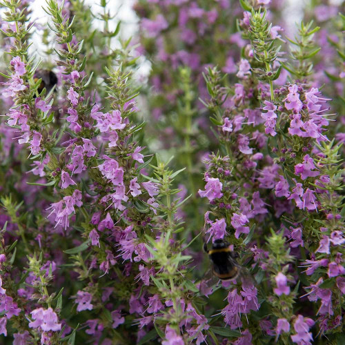 Yzop lekársky, ružový-(Hyssopus officinalis L.)"ROSEUS" / živá bylinka, rastlinka v kvetináči
