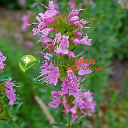 Yzop lekársky, ružový-(Hyssopus officinalis L.)"ROSEUS"