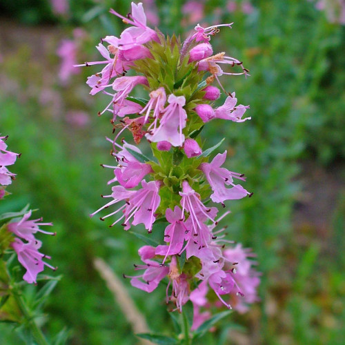 Yzop lekársky, ružový-(Hyssopus officinalis L.)"ROSEUS" / živá bylinka, rastlinka v kvetináči
