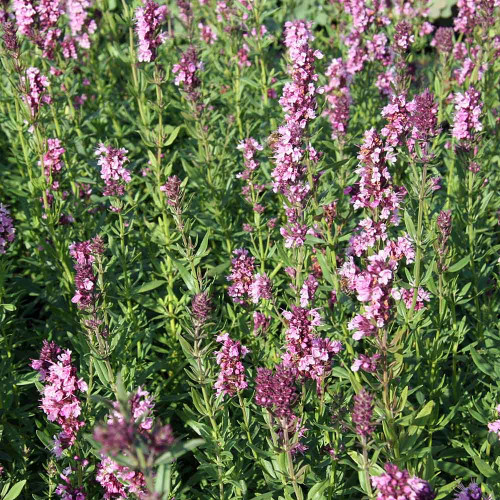 Yzop lekársky, ružový-(Hyssopus officinalis L.)"ROSEUS" / živá bylinka, rastlinka v kvetináči