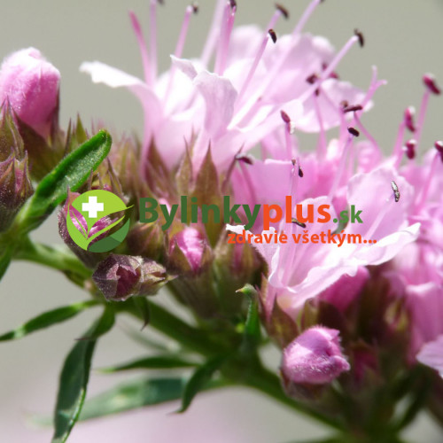 Yzop lekársky, ružový-(Hyssopus officinalis L.)"ROSEUS"