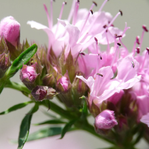 Yzop lekársky, ružový-(Hyssopus officinalis L.)"ROSEUS" / živá bylinka, rastlinka v kvetináči