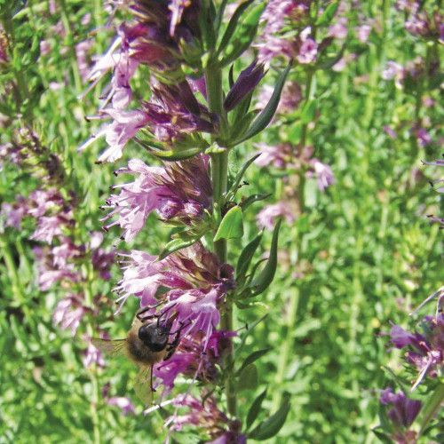 Yzop lekársky, ružový-(Hyssopus officinalis L.)"ROSEUS" / živá bylinka, rastlinka v kvetináči