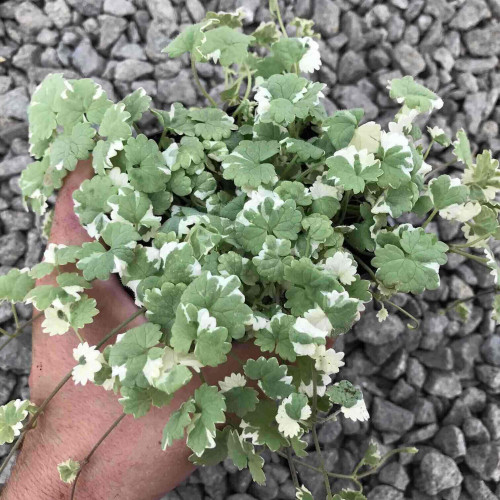 Zádušník strakatý, brečtanovitý „panašovaný“ - (Glechoma hederacea „variegata“ L.)