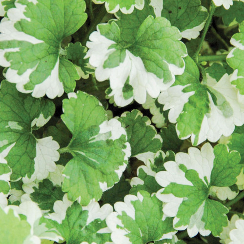 Zádušník strakatý, brečtanovitý „panašovaný“ - (Glechoma hederacea „variegata“ L.) / živá bylinka, rastlinka v kvetináči