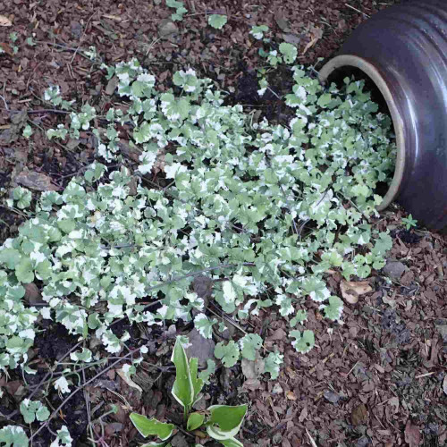 Zádušník strakatý, brečtanovitý „panašovaný“ - (Glechoma hederacea „variegata“ L.) / živá bylinka, rastlinka v kvetináči