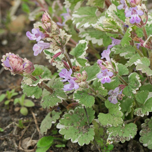 Zádušník strakatý, brečtanovitý „panašovaný“ - (Glechoma hederacea „variegata“ L.) / živá bylinka, rastlinka v kvetináči