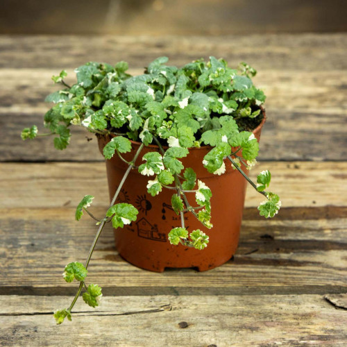 Zádušník strakatý, brečtanovitý „panašovaný“ - (Glechoma hederacea „variegata“ L.) / živá bylinka, rastlinka v kvetináči