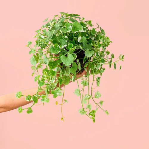 Zádušník strakatý, brečtanovitý „panašovaný“ - (Glechoma hederacea „variegata“ L.) / živá bylinka, rastlinka v kvetináči