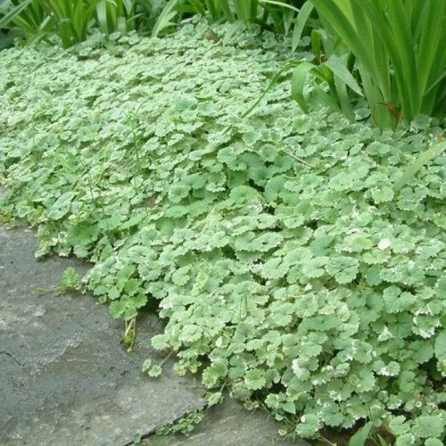 Zádušník strakatý, brečtanovitý „panašovaný“ - (Glechoma hederacea „variegata“ L.)