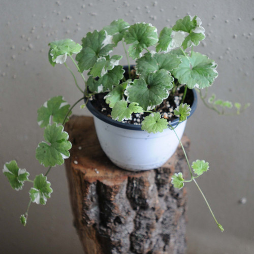 Zádušník strakatý, brečtanovitý „panašovaný“ - (Glechoma hederacea „variegata“ L.) / živá bylinka, rastlinka v kvetináči