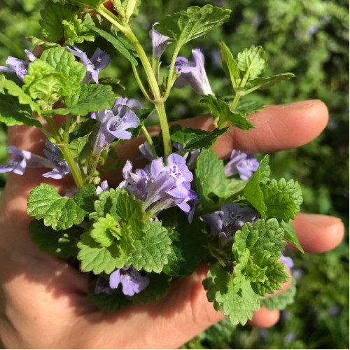 Zádušník brečtanovitý - (Glechoma hederacea L.) / živá bylinka, rastlinka v kvetináči