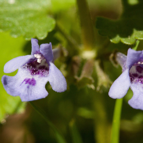 Zádušník brečtanovitý - (Glechoma hederacea L.) / živá bylinka, rastlinka v kvetináči