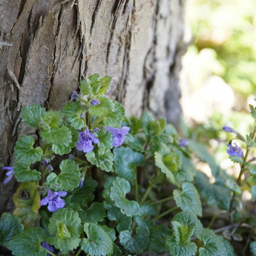 Zádušník brečtanovitý - (Glechoma hederacea L.) / živá bylinka, rastlinka v kvetináči