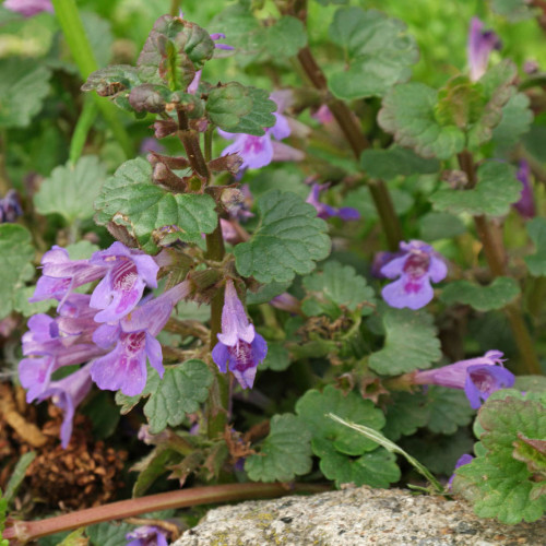 Zádušník brečtanovitý - (Glechoma hederacea L.) / živá bylinka, rastlinka v kvetináči