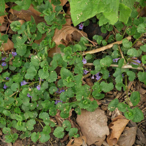 Zádušník brečtanovitý - (Glechoma hederacea L.) / živá bylinka, rastlinka v kvetináči