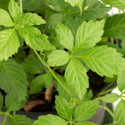 Ženšen päťlistý, Jiaogulan-(Gynostemma pentaphyllum L.) / živá bylinka, rastlinka v kvetináči