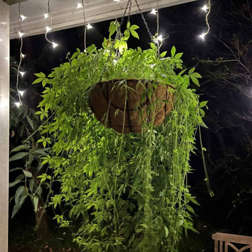 Ženšen päťlistý, Jiaogulan-(Gynostemma pentaphyllum L.) / živá bylinka, rastlinka v kvetináči