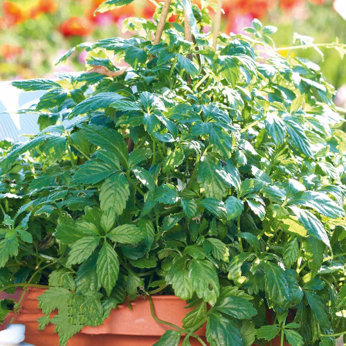 Ženšen päťlistý, Jiaogulan-(Gynostemma pentaphyllum L.) / živá bylinka, rastlinka v kvetináči