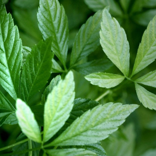 Ženšen päťlistý, Jiaogulan-(Gynostemma pentaphyllum L.) / živá bylinka, rastlinka v kvetináči