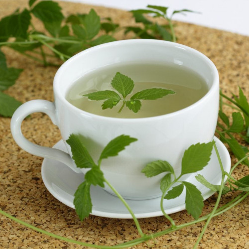 Ženšen päťlistý, Jiaogulan-(Gynostemma pentaphyllum L.) / živá bylinka, rastlinka v kvetináči