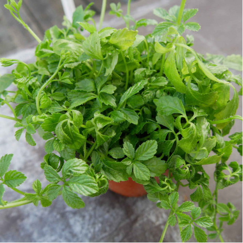 Ženšen päťlistý, Jiaogulan-(Gynostemma pentaphyllum L.) / živá bylinka, rastlinka v kvetináči