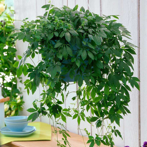 Ženšen päťlistý, Jiaogulan-(Gynostemma pentaphyllum L.) / živá bylinka, rastlinka v kvetináči