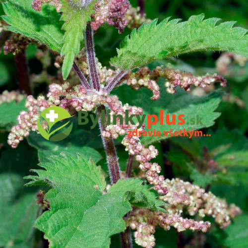 Žihľava, pŕhľava dvojdomá – Urtica dioica