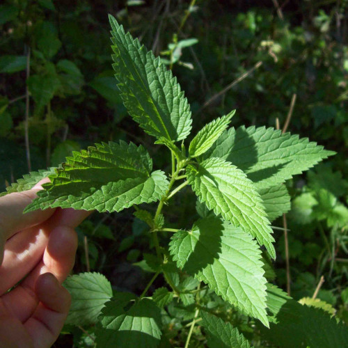 Žihľava, pŕhľava dvojdomá – Urtica dioica