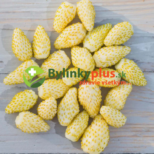 Jahôdka mesačná, žltá, alpská - Fragaria Vesca „Alpine Yellow“ / živá rastlina v kvetináči