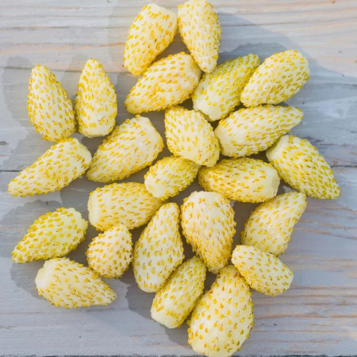 Jahôdka mesačná, žltá, alpská - Fragaria Vesca „Alpine Yellow“ / živá bylinka, rastlinka v kvetináči