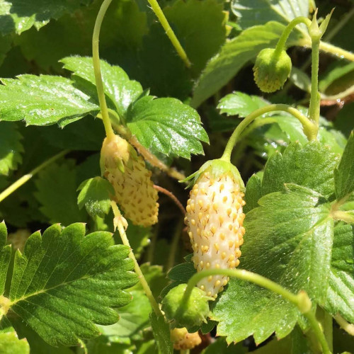 Jahôdka mesačná, žltá, alpská - Fragaria Vesca „Alpine Yellow“ / živá rastlina v kvetináči