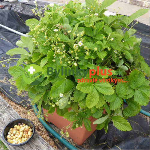 Jahôdka mesačná, žltá, alpská - Fragaria Vesca „Alpine Yellow“ / živá rastlina v kvetináči