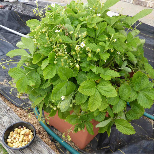 Jahôdka mesačná, žltá, alpská - Fragaria Vesca „Alpine Yellow“ / živá rastlina v kvetináči