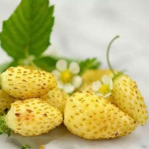 Jahôdka mesačná, žltá, alpská - Fragaria Vesca „Alpine Yellow“ / živá bylinka, rastlinka v kvetináči
