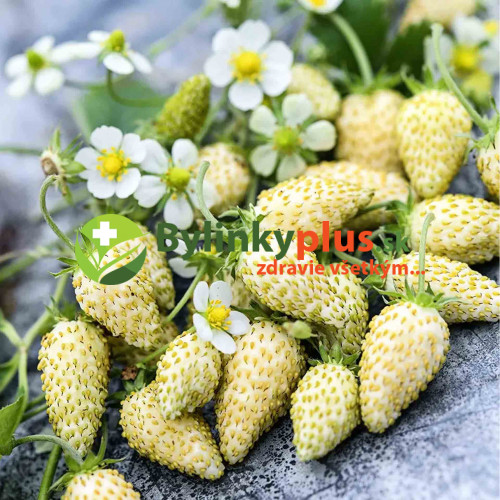 Jahôdka mesačná, žltá, alpská - Fragaria Vesca „Alpine Yellow“ / živá rastlina v kvetináči