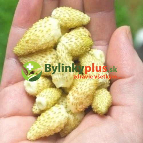 Jahôdka mesačná, žltá, alpská - Fragaria Vesca „Alpine Yellow“ / živá rastlina v kvetináči