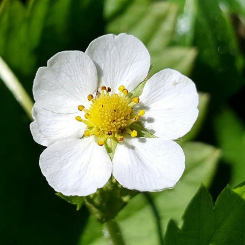Jahôdka mesačná, žltá, alpská - Fragaria Vesca „Alpine Yellow“ / živá bylinka, rastlinka v kvetináči