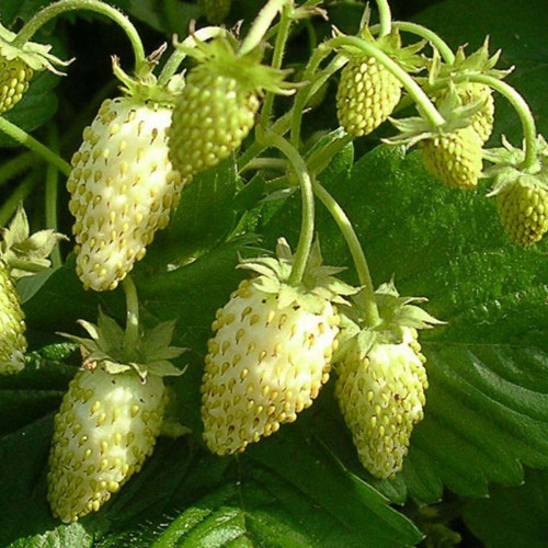 Jahôdka mesačná, žltá, alpská - Fragaria Vesca „Alpine Yellow“ / živá bylinka, rastlinka v kvetináči