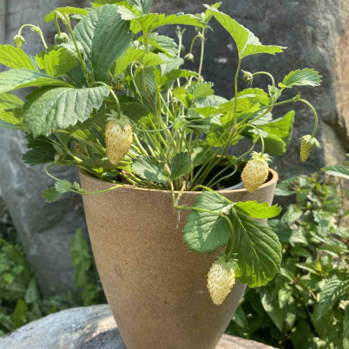 Jahôdka mesačná, žltá, alpská - Fragaria Vesca „Alpine Yellow“ / živá bylinka, rastlinka v kvetináči
